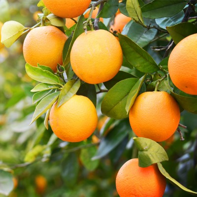 Orange Sweet Essential Oil 